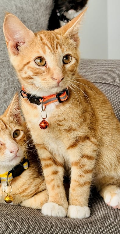 Bruno (orange collar<3) Image