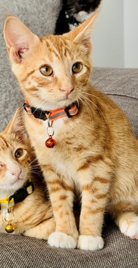 Bruno (orange collar<3) - Photo 1