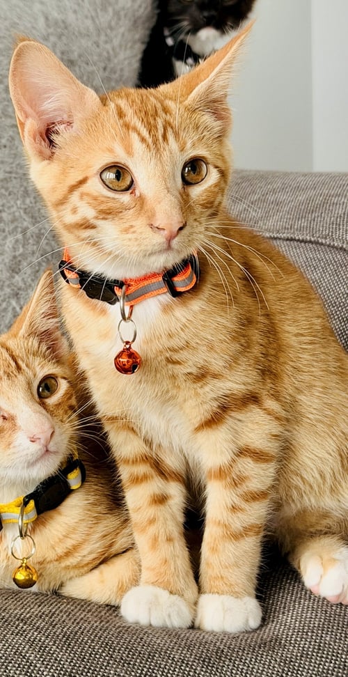 BRUNO (ORANGE COLLAR<3) - Domestic Short Hair for adoption in North Charleston