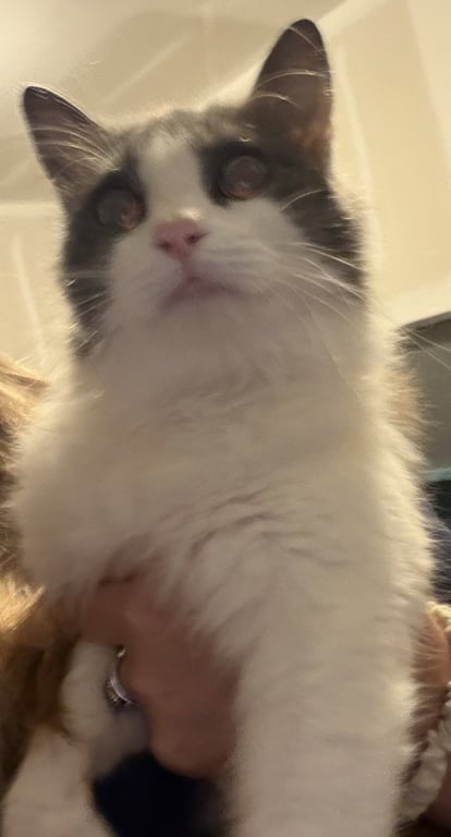 Lucy Image