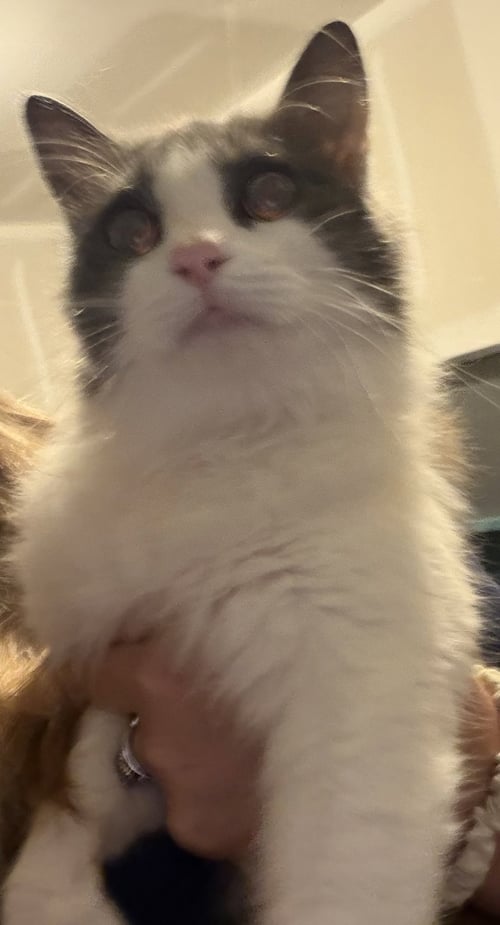 LUCY - Domestic Long Hair for adoption in North Charleston