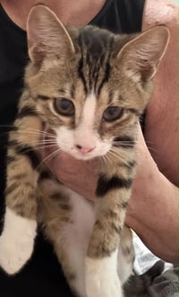 Oliver - Photo 2