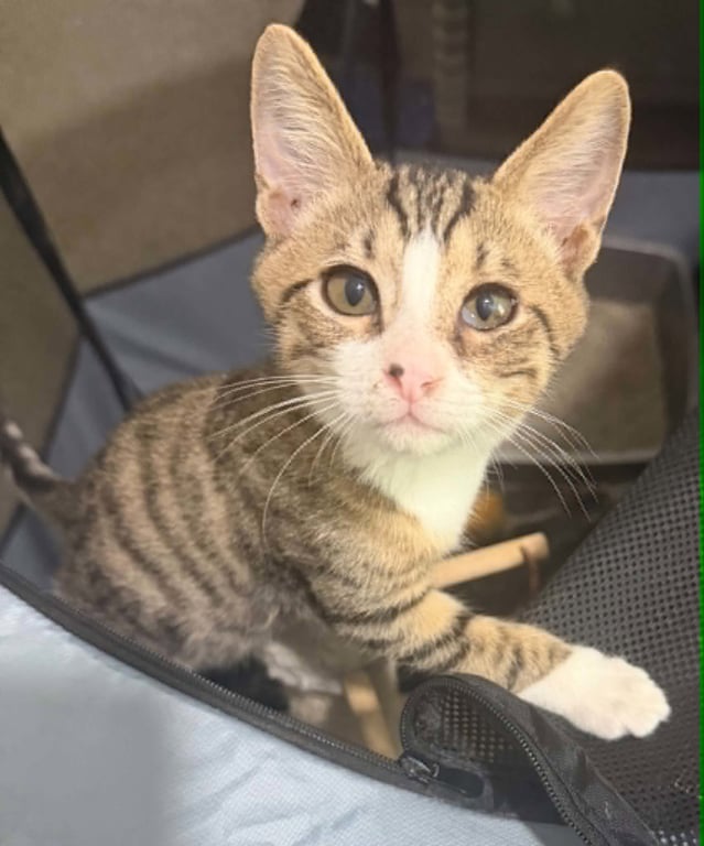 Oliver Image