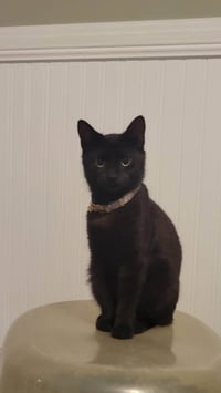 Rosie (purple cat head) - Photo 1