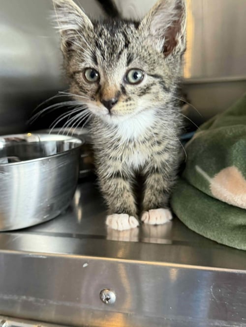 TAI - Domestic Short Hair for adoption in North Charleston