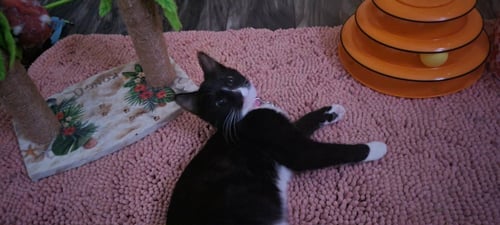 DAISY (HOT PINK REFLECTIVE) - Domestic Short Hair for adoption in Charleston
