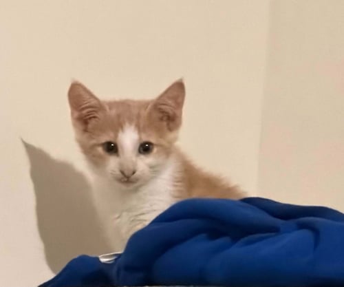 WEASLEY - Domestic Short Hair for adoption in North Charleston