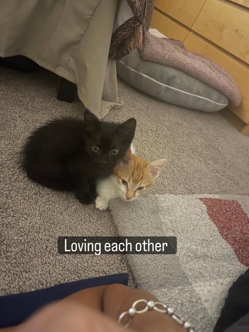 COSMIC - Domestic Short Hair for adoption in North Charleston