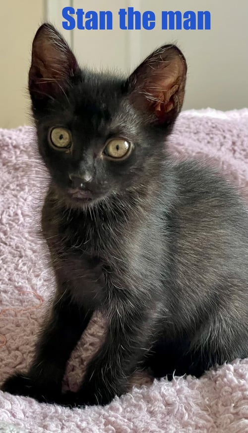 COSMIC - Domestic Short Hair available for adoption