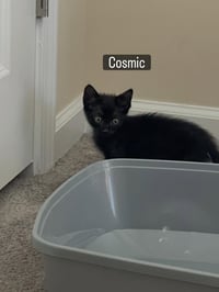 Cosmic - Photo 3