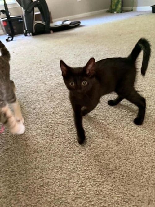 DAN THE MAN - Domestic Short Hair for adoption in North Charleston