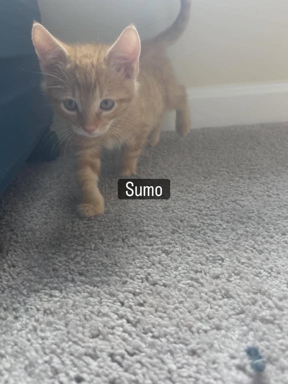 Sumo Image