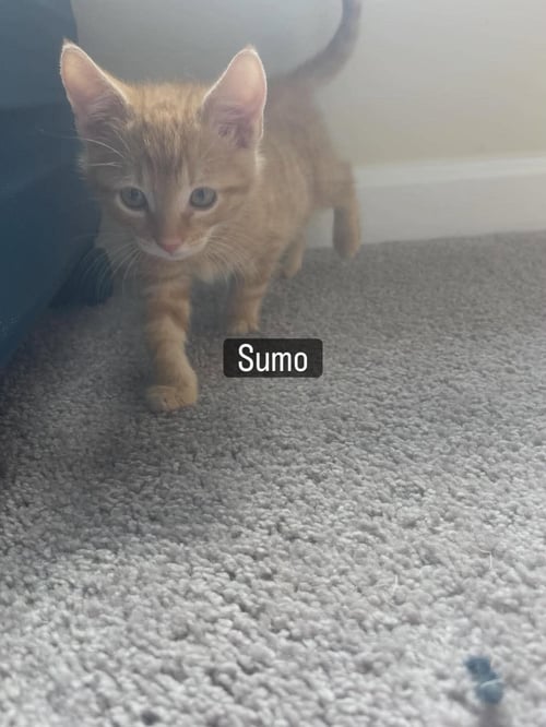 SUMO - Domestic Short Hair for adoption in North Charleston