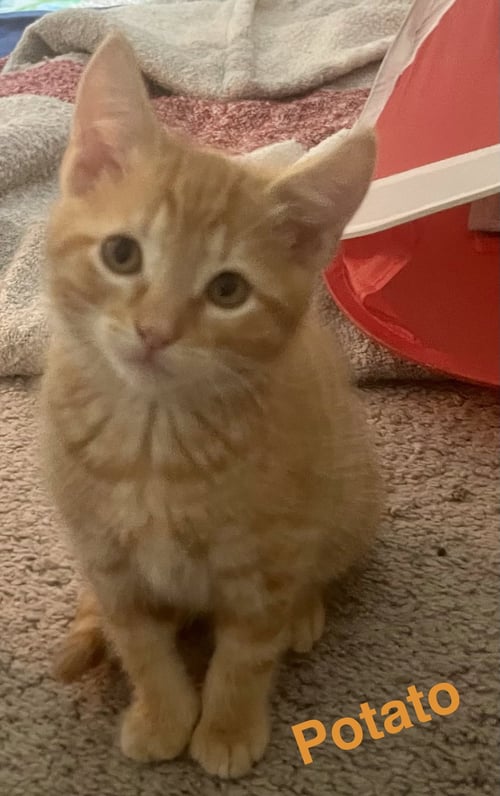 SUMO - Domestic Short Hair available for adoption