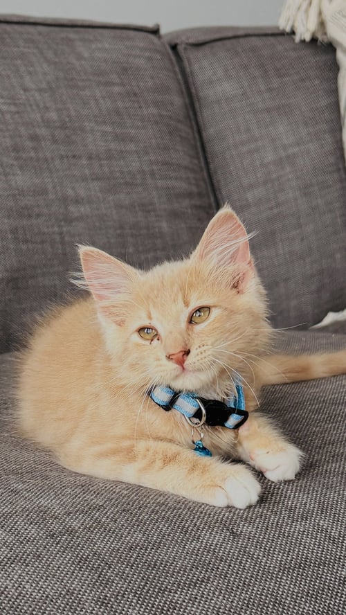 CHICKEN - Domestic Medium Hair for adoption in North Charleston