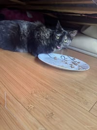 Melody - Photo 2