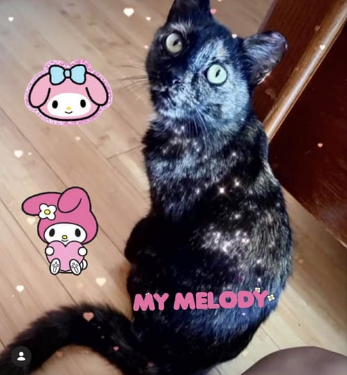 MELODY - Tortoiseshell for adoption in Charleston