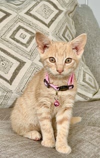 Dolly - Photo 1