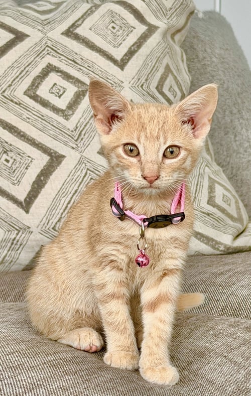 DOLLY - Domestic Short Hair for adoption in North Charleston