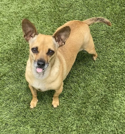 BILLIE - Chihuahua available for adoption