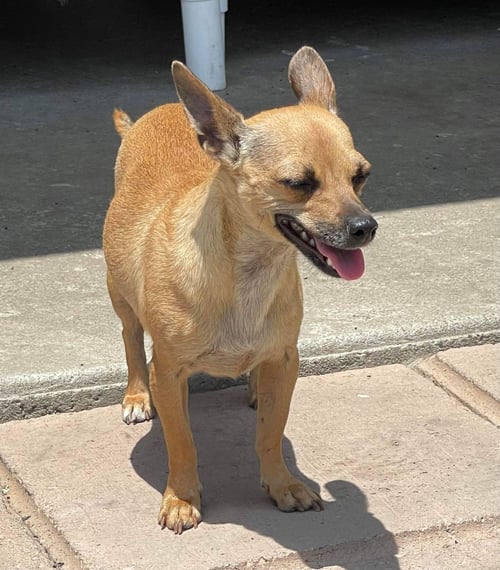 BILLIE - Chihuahua available for adoption