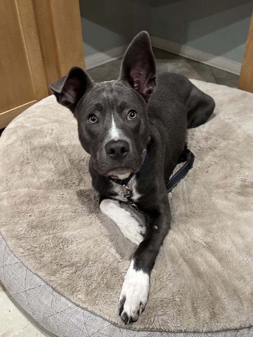 BALOO - American Pit Bull Terrier available for adoption