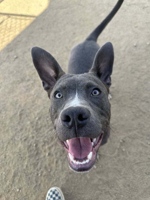 BALOO - American Pit Bull Terrier available for adoption