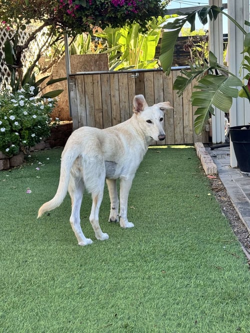 GRACE KELLY - Husky / Shepherd available for adoption