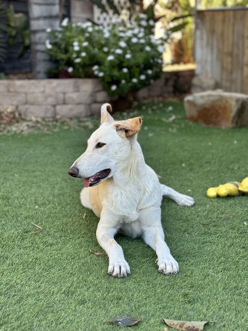 GRACE KELLY - Husky / Shepherd available for adoption