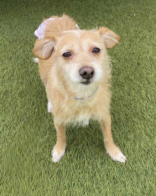 MAUDE - Terrier available for adoption