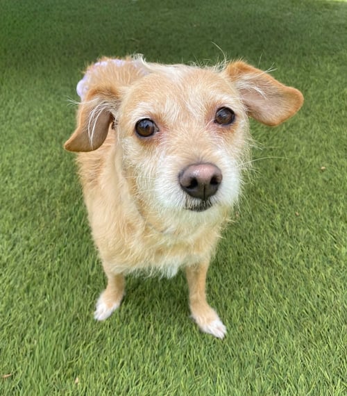 MAUDE - Terrier available for adoption
