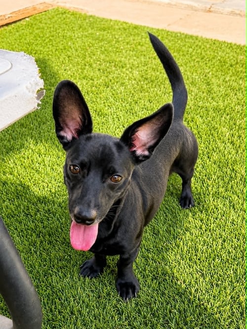 ECHO - Dachshund available for adoption
