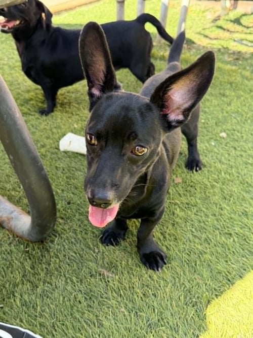 ECHO - Dachshund available for adoption
