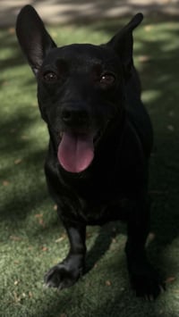 Echo - Photo 5