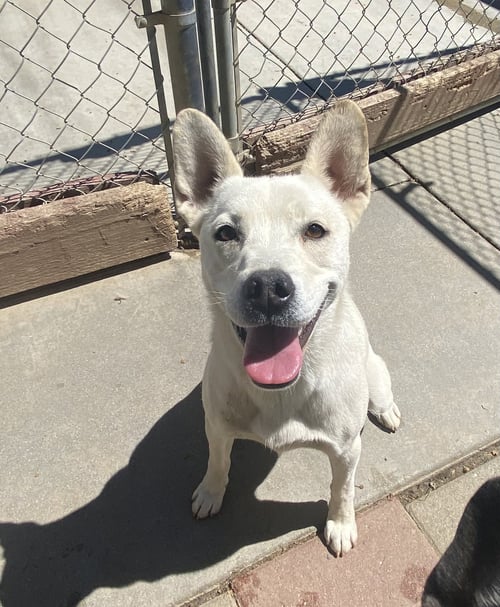 SUGAR - Husky available for adoption