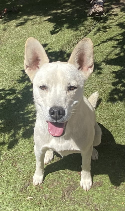 SUGAR - Husky available for adoption