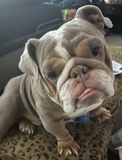 BOWSER