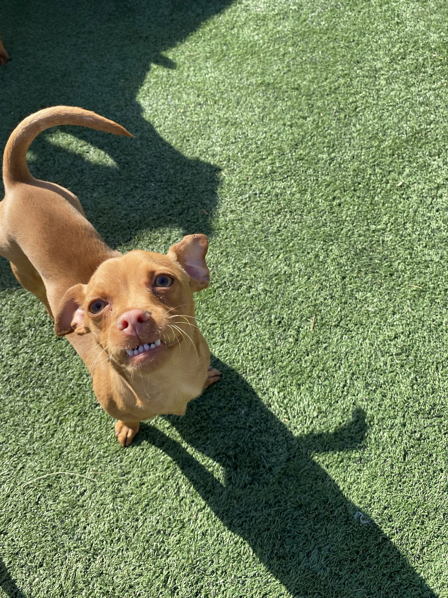 PIERRE - Chihuahua available for adoption