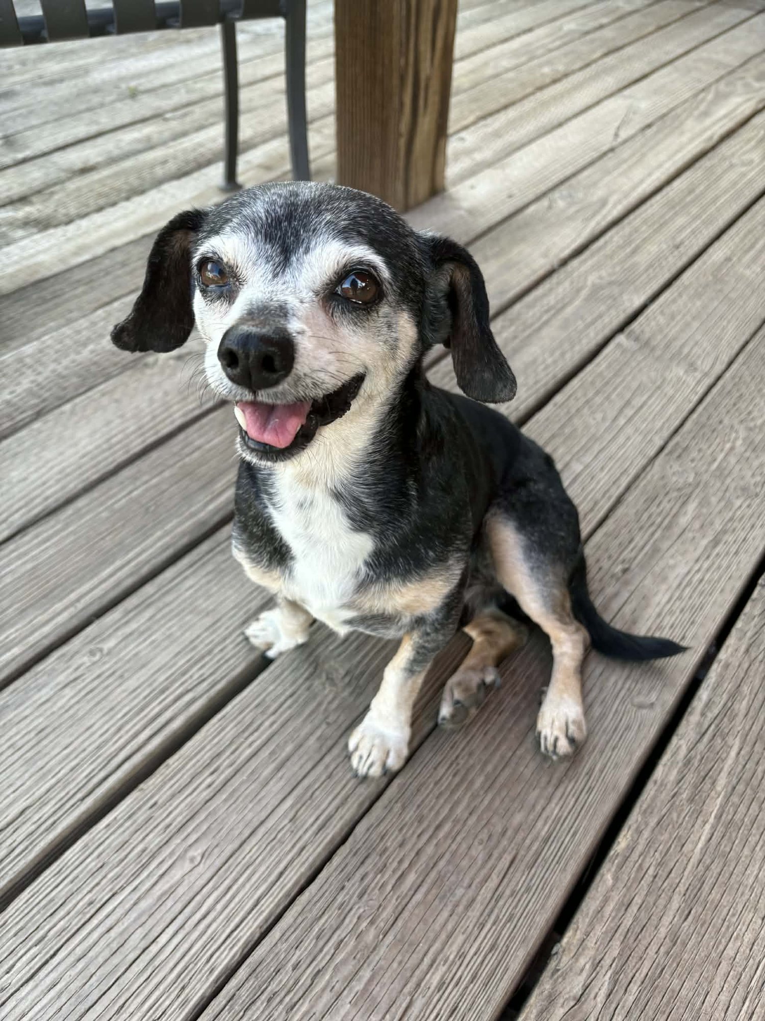 NORMAN - Chihuahua available for adoption