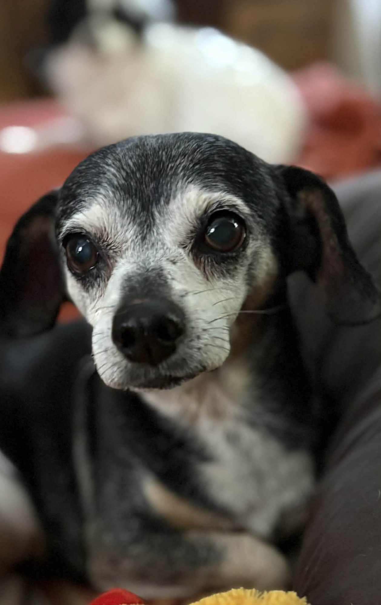 NORMAN - Chihuahua available for adoption