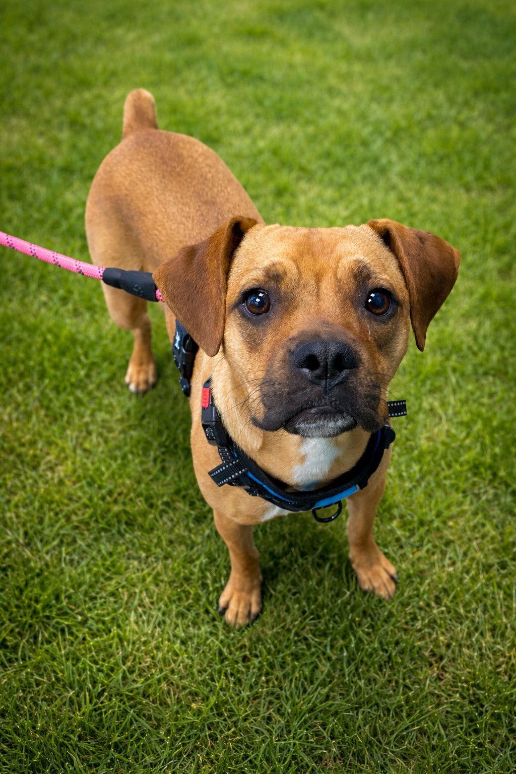 CHUCK - Boxer available for adoption