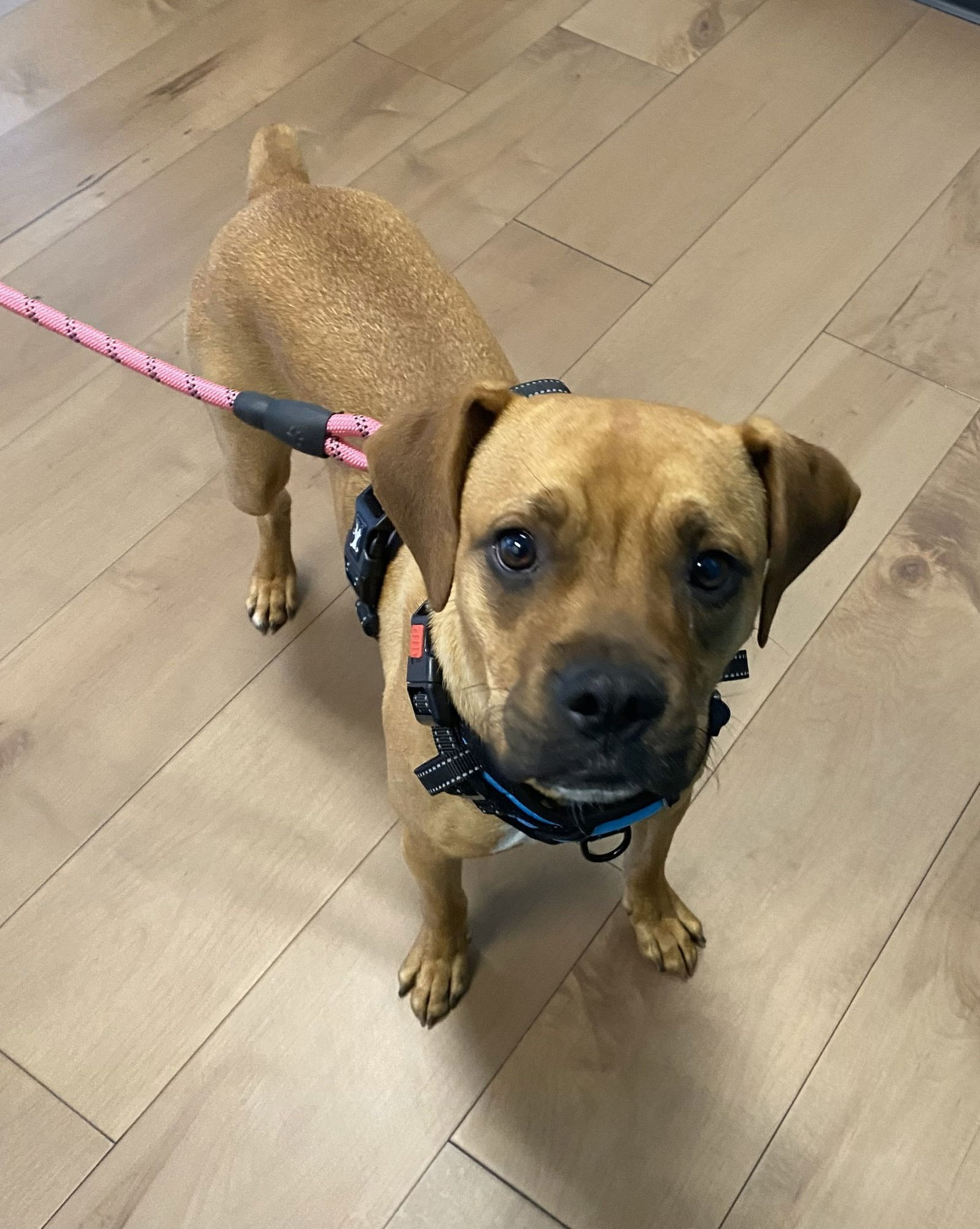 CHUCK - Boxer available for adoption