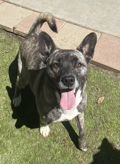 SPICE - Husky available for adoption