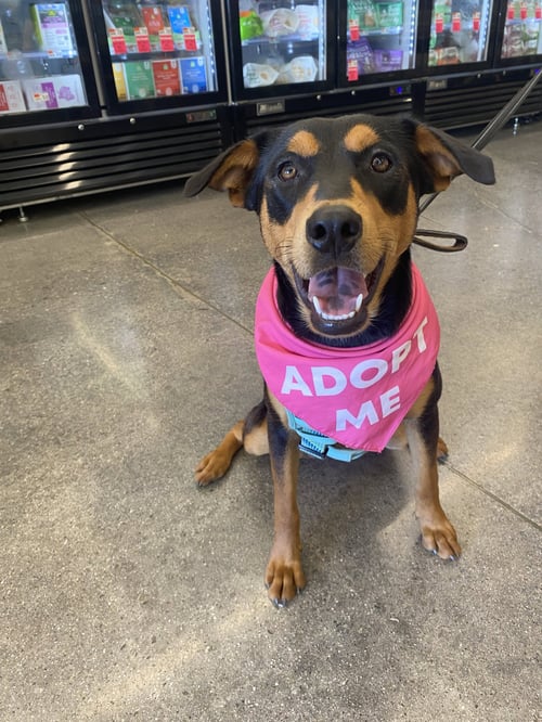 KORA - Shepherd available for adoption