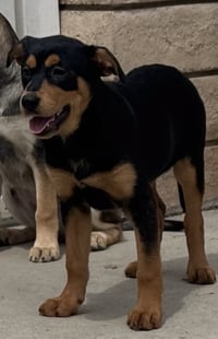 Kora - Photo 8