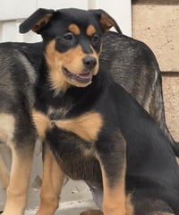 Kora - Photo 11