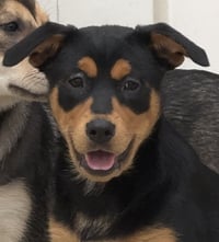 Kora - Photo 6