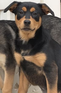 Kora - Photo 10