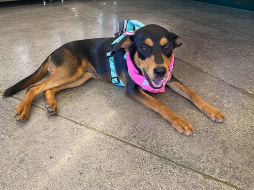 KORA - Shepherd available for adoption