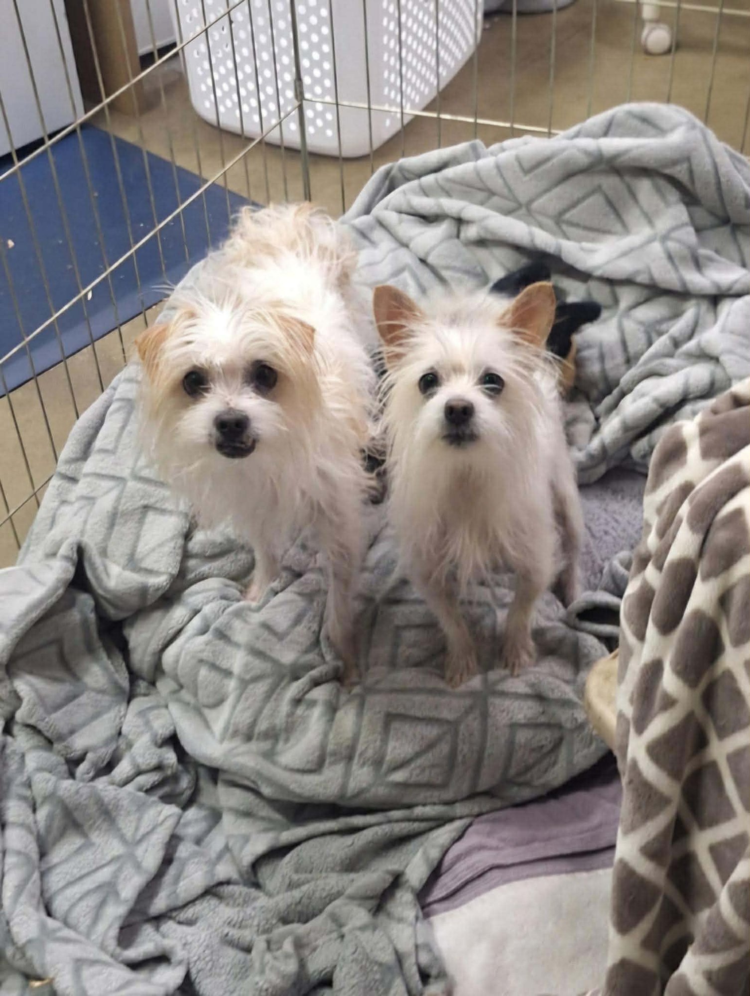 BERT AND ERNIE - Maltese / Chihuahua available for adoption